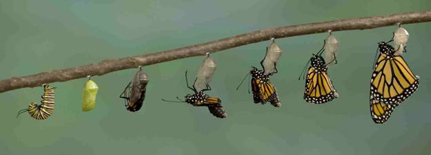 The Other Kafka's Metamorphosis